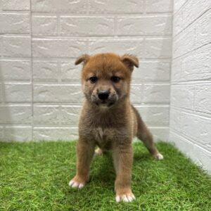 柴犬￥185,900(税込)