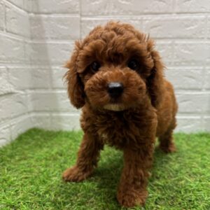トイプードル￥185,900(税込)