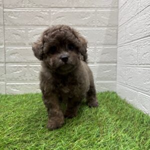 Mix(父トイプードル×母ペキニーズ)￥251,900(税込)