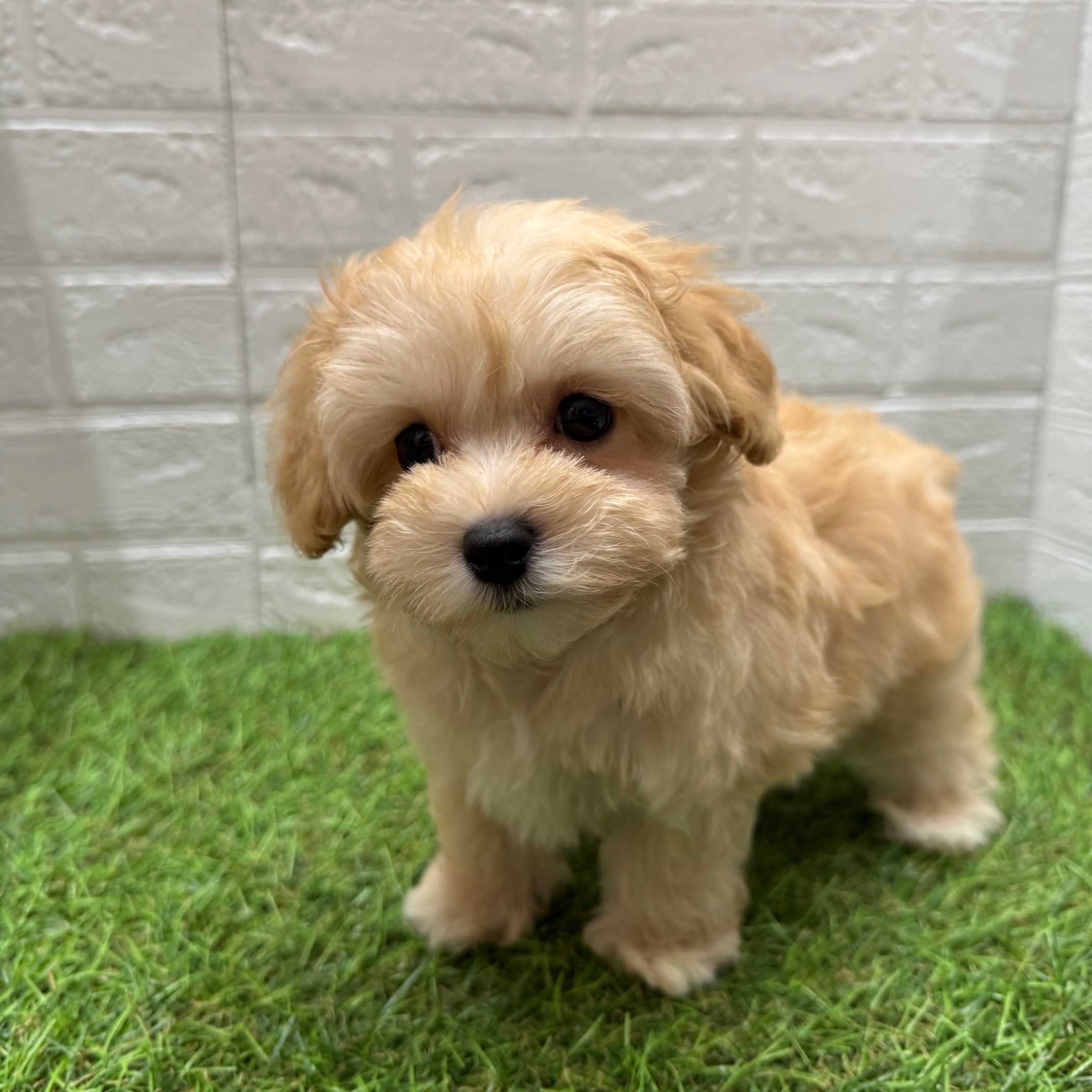 MIX（父マルチーズ×母トイプードル）