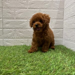 トイプードル￥284,900(税込)