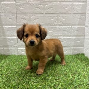 MIX（父ミニチュアダックスフンド×母チワワ（ロング））￥328,900(税込)→10/19(日)まで￥292,600(税込)
