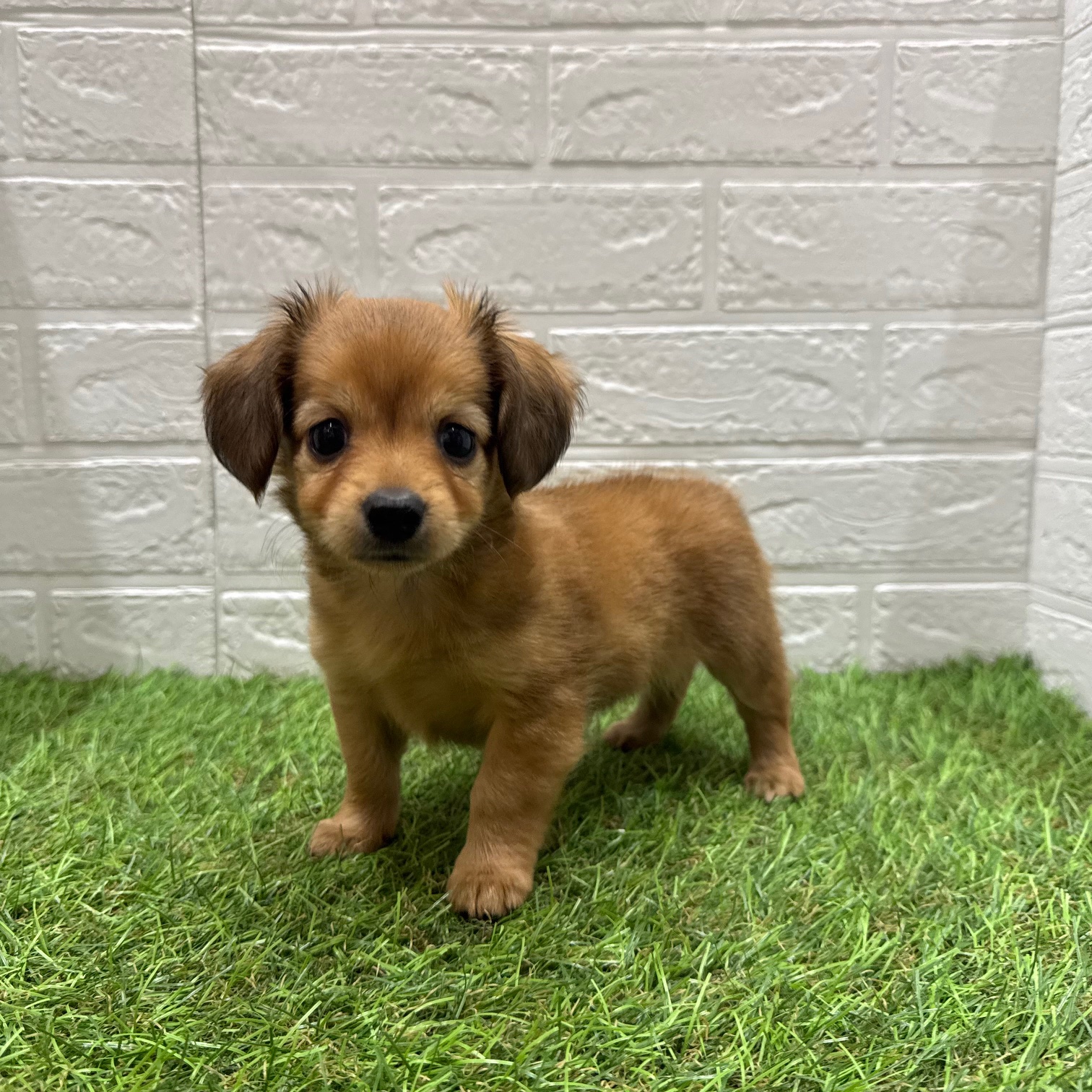 MIX（父ミニチュアダックスフンド×母チワワ（ロング）