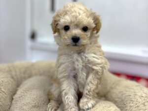 ⑩トイプードル￥361,900(税込)→9/12～28まで￥328,900(税込)