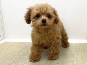 ⑥トイプードル￥394,900(税込)