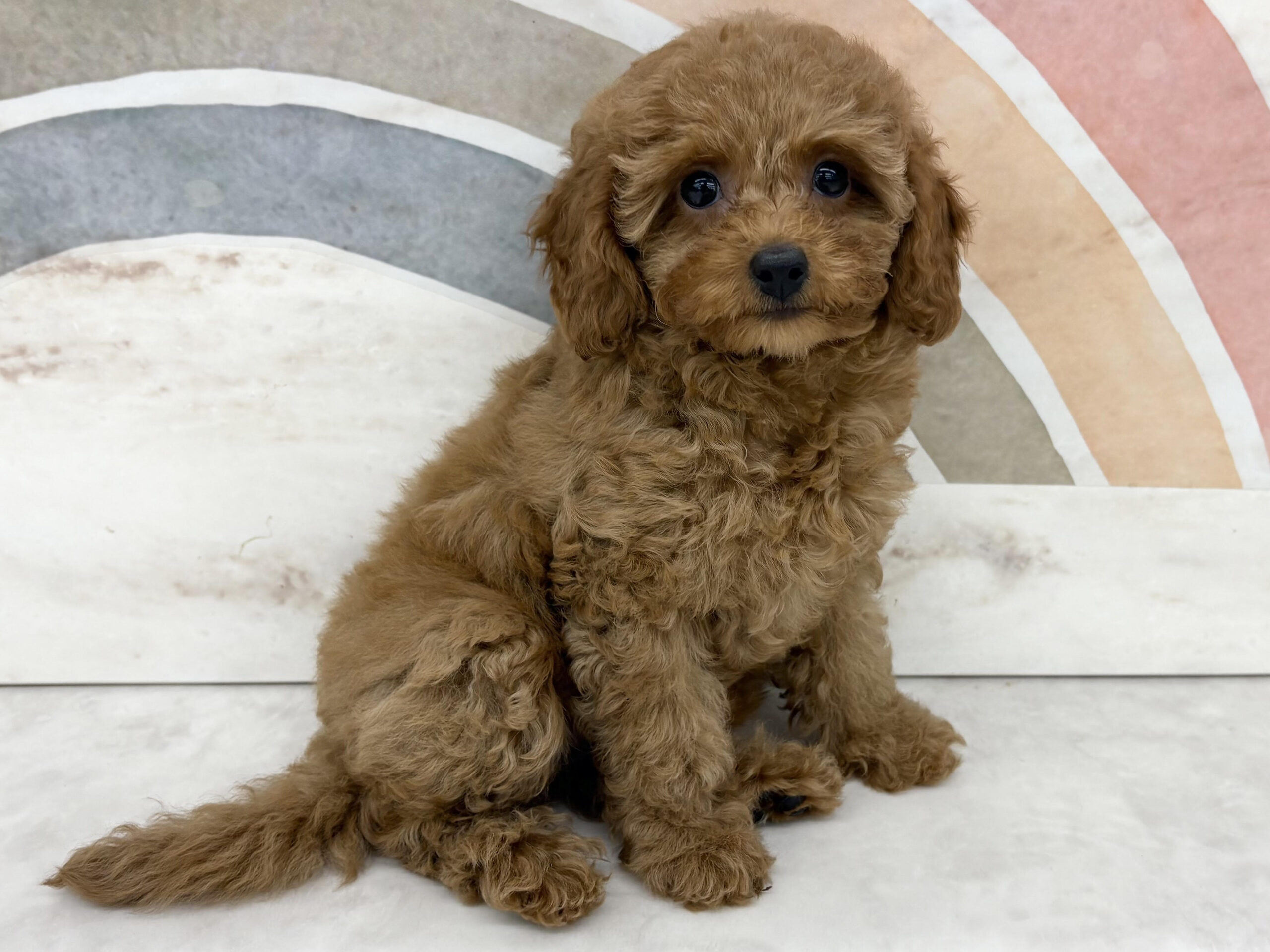 ⑫トイプードル