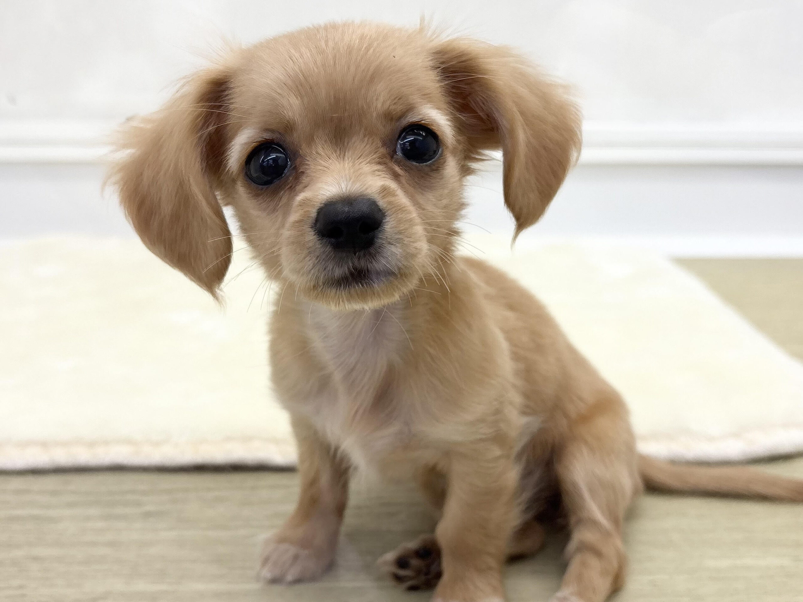 ③Mix(父チワワ(ロング)×母ミニチュアダックスフンド(ロング))