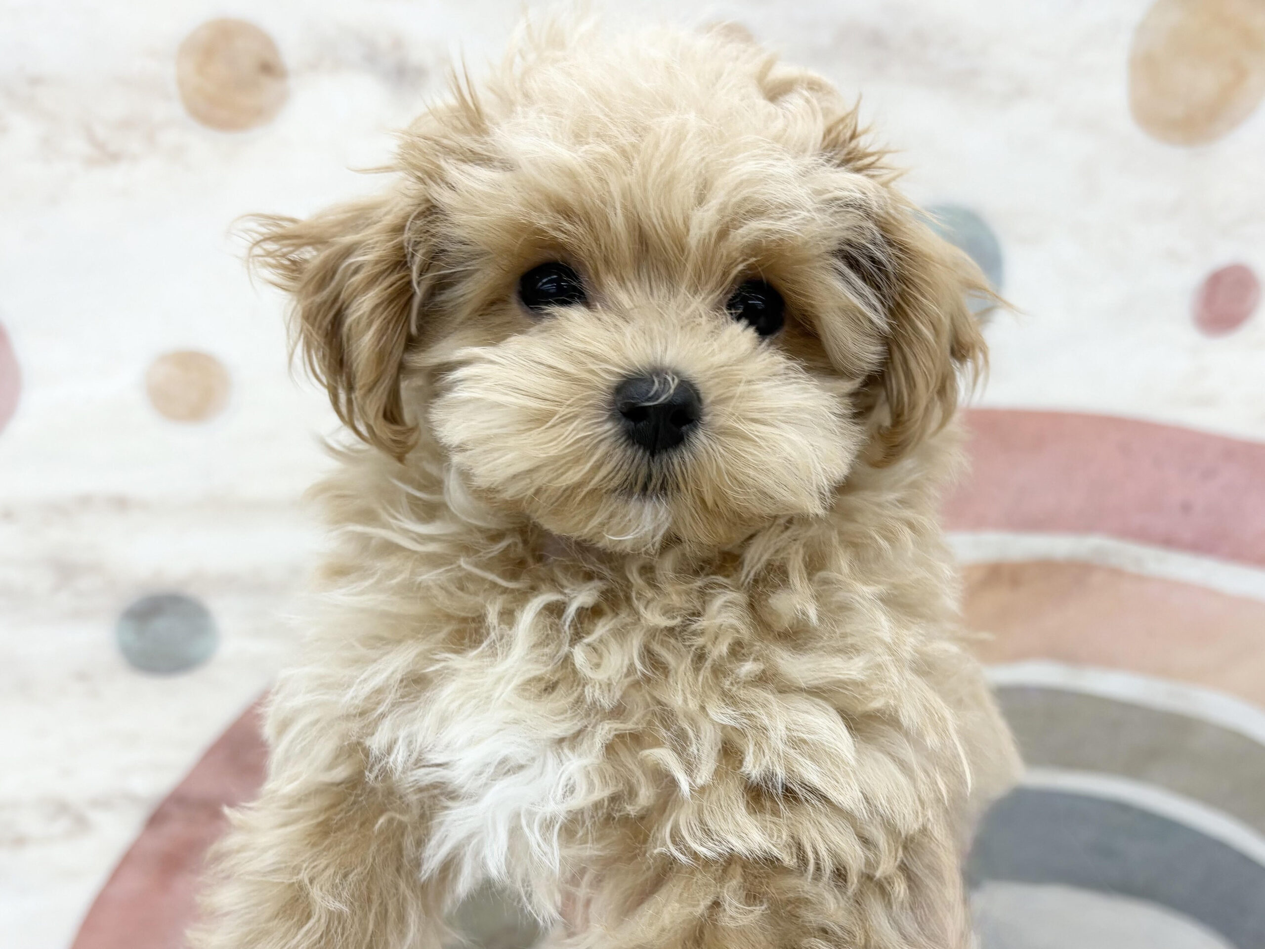 ⑤Mix(父マルチーズ×母トイプードル)