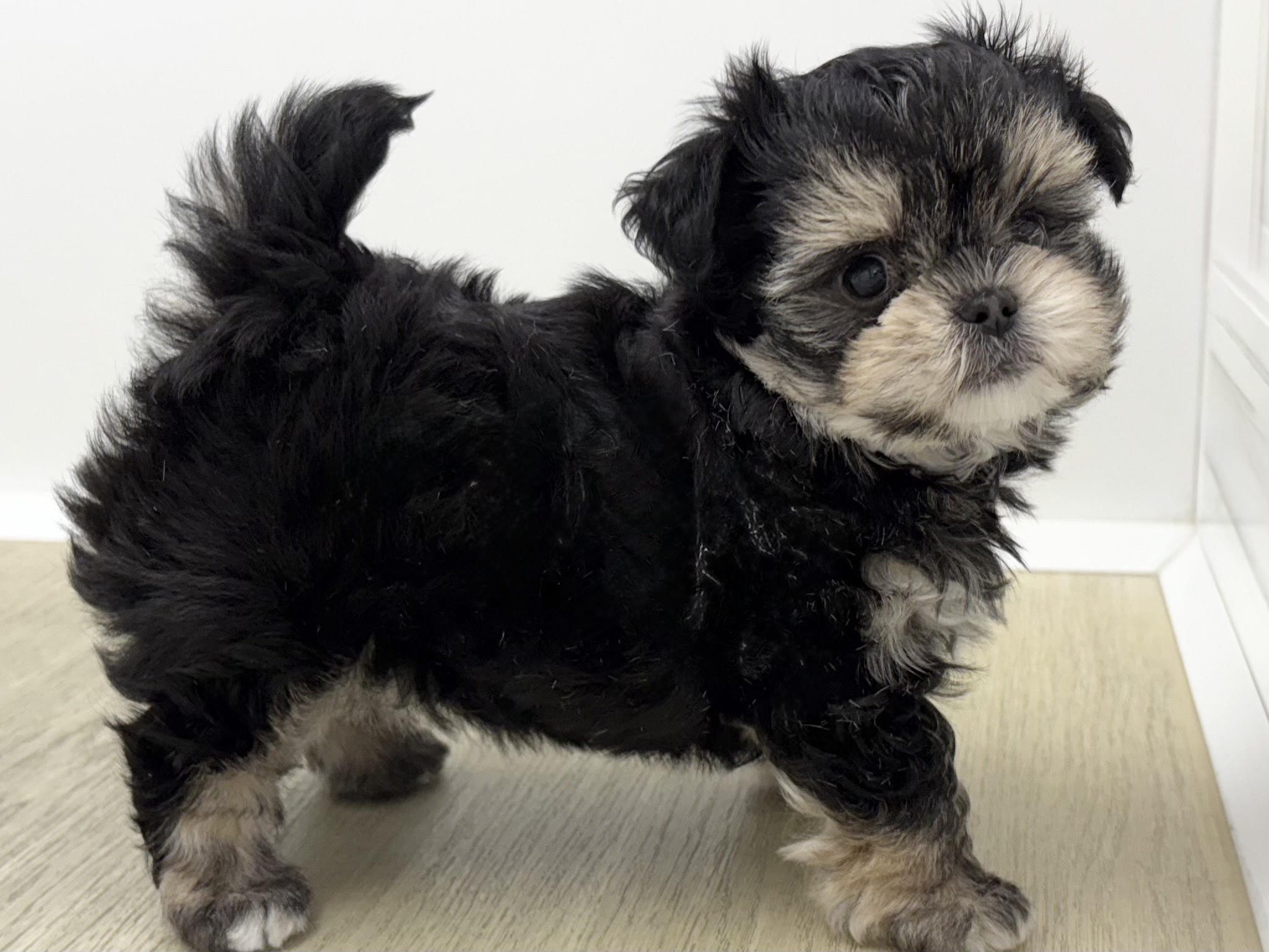 ⑤Mix(父チワワ（ロング）×母マルチーズ)