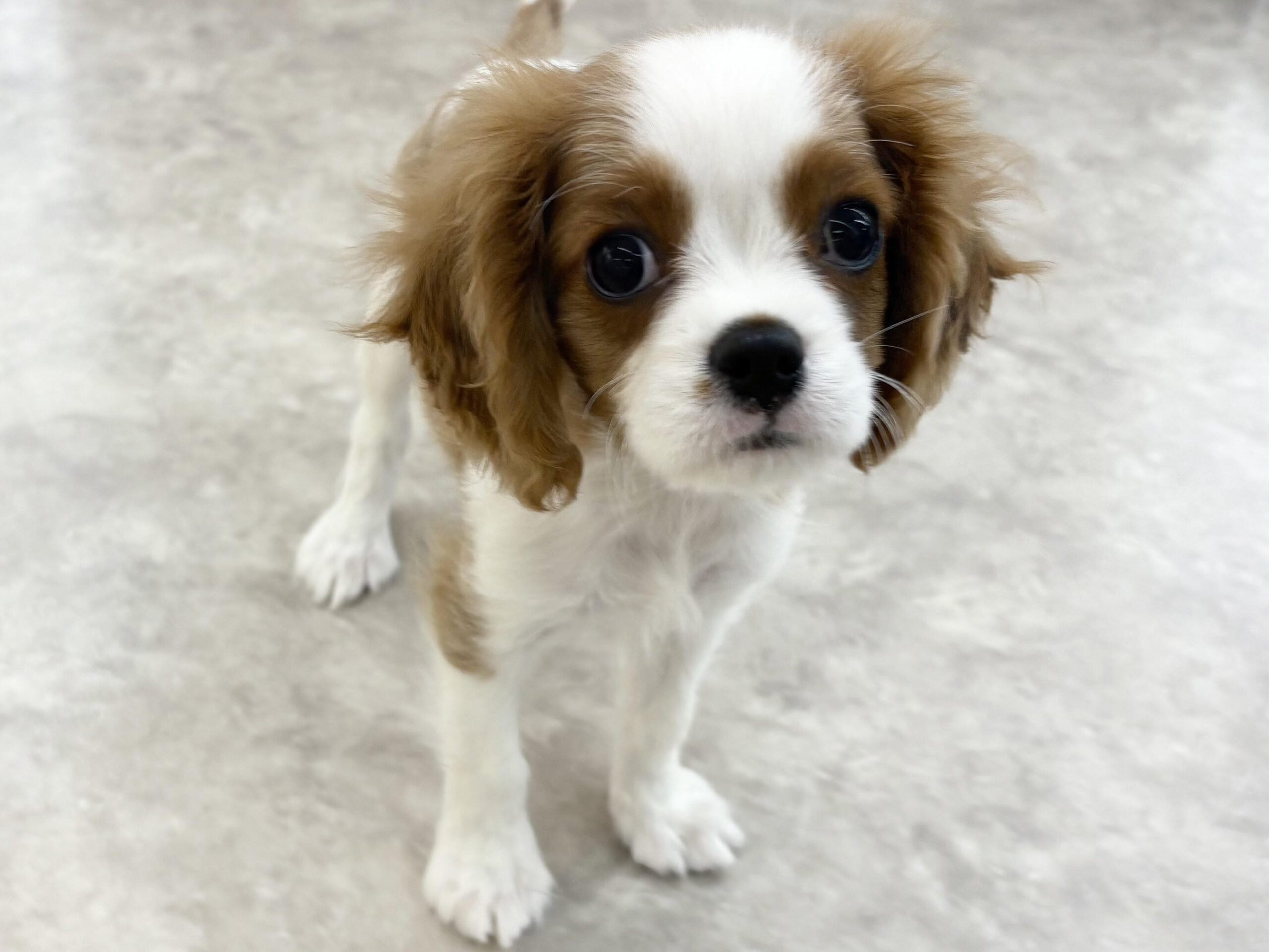 ⑦キャバリアキングチャールズスパニエル