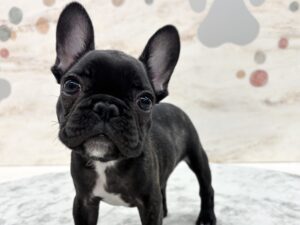 ④フレンチブルドック￥405,900(税込)→11/7～11/24まで¥372,900(税込)