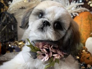 ⑧シーズー￥240,900(税込)