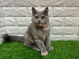 スコティッシュフォールド（立耳）￥185,900(税込)→11/24まで￥152,900(税込)