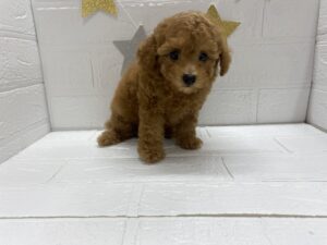 ⑪トイプードル￥240,900(税込)→9/28まで￥339,900(税込)