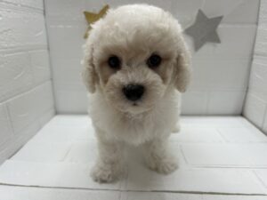 ⑬ビションフリーゼ　￥251,900(税込)→9/28まで￥218,900(税込)