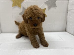 ⑫トイプードル　￥240,900(税込)→9/28まで￥207,900(税込)