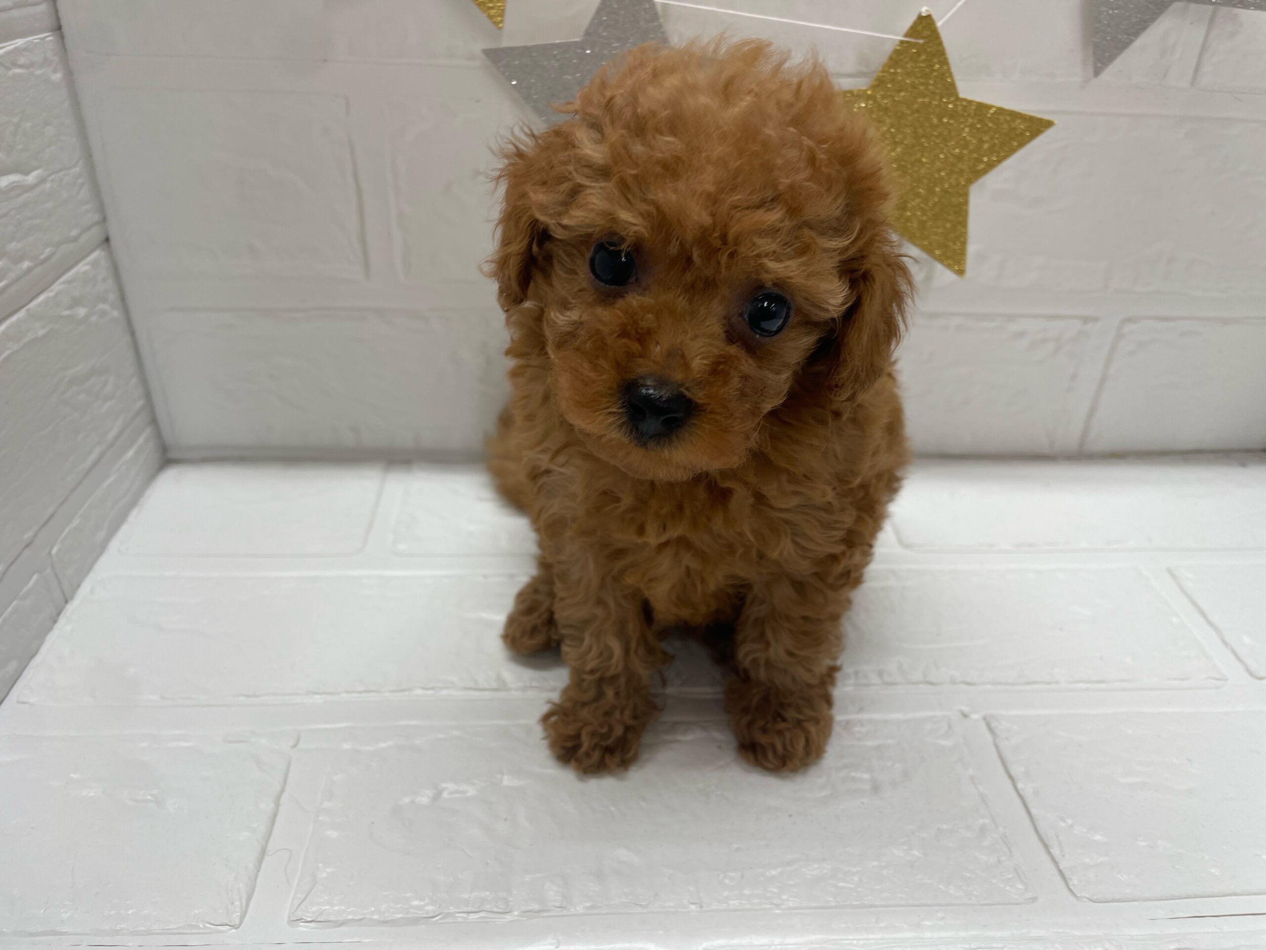 ⑤トイプードル