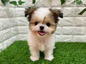 Mix(父チワワ×母シーズー)￥195,800(税込)