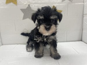 Mix(マルチーズ×ミニチュアシュナウザー)￥251,900(税込)