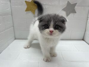 ⑱スコティッシュフォールド（折耳）￥394,900(税込)→9/28まで￥361,900(税込)