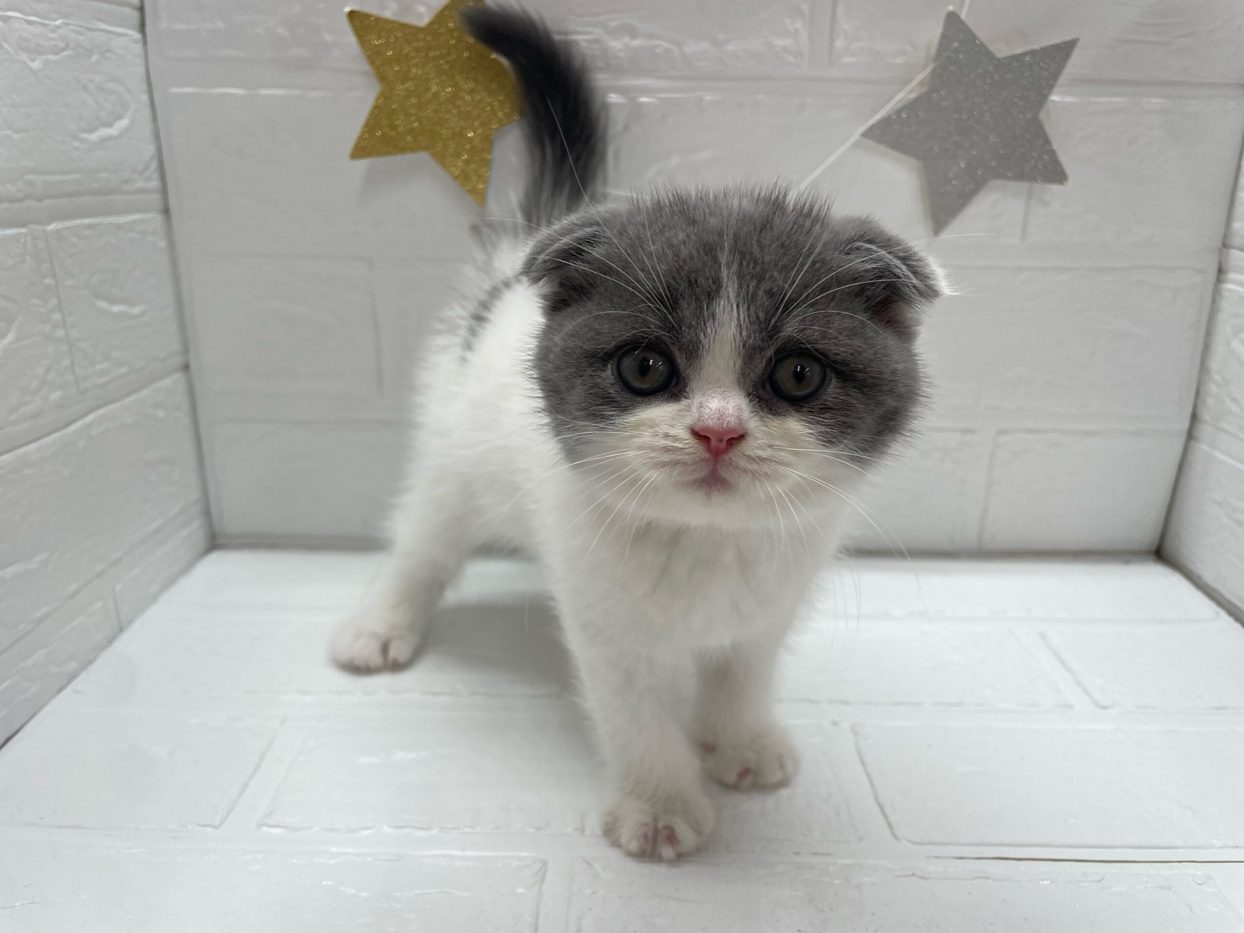 ⑱スコティッシュフォールド（折耳）