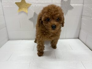⑭トイプードル￥218,900(税込)→9/28まで￥185,900(税込)
