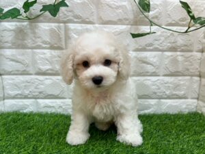 ②ビションフリーゼalt=