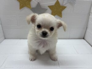 ①チワワ(ロング)￥207,900(税込)
