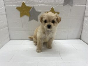 ⑩MIX(父チワワ(ロング)×母トイプードル)￥295,900(税込)→9/28まで￥262,900(税込)