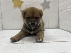 ⑨柴犬　￥218,900(税込)→9/28まで￥185,900(税込)
