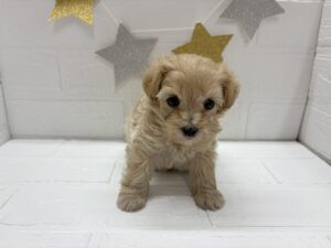 ⑤Mix(父マルチーズ×母トイプードル)￥295,900(税込)