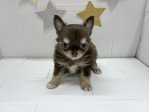 ③チワワ(ロング)￥460,900(税込)→9/28まで￥427,900(税込)