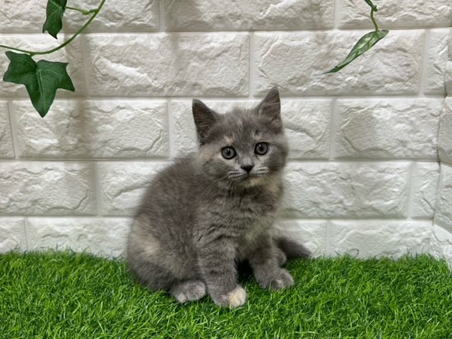 スコティッシュフォールド（立耳）