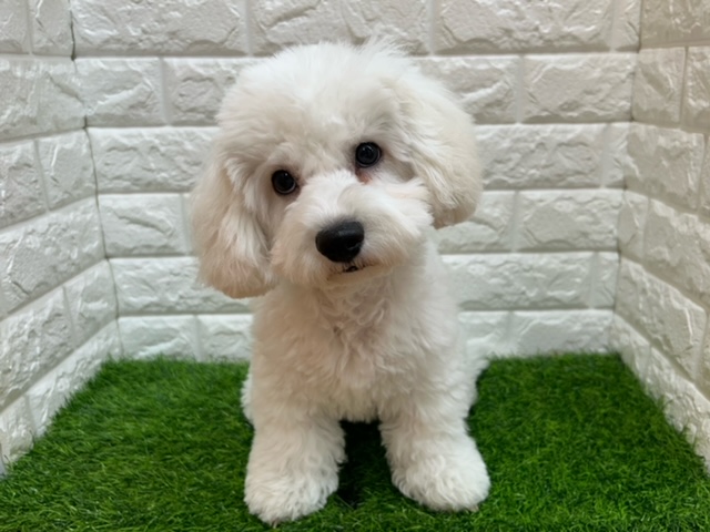 ビションフリーゼ