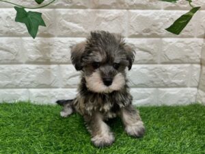 Mix(マルチーズ×ミニチュアシュナウザー)￥295,900(税込)→￥262,900(税込)