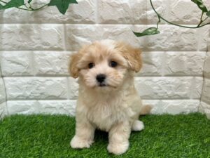Mix(マルチーズ×トイプードル)　￥240,900(税込)→9/23(火)迄￥207,900(税込)