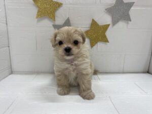 ⑥Mix（父マルチーズ×母トイプードル）￥394,900(税込)→9/28まで￥361,900(税込)