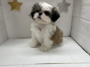 ⑥シーズー　￥207,900(税込)→￥174,900(税込)