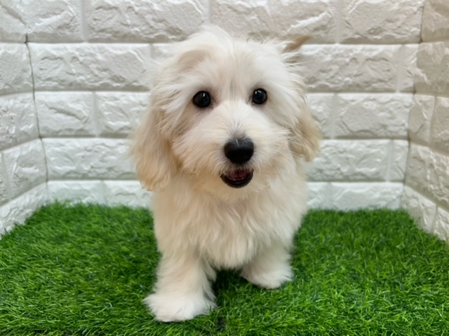 Mix(マルチーズ×ミニチュアダックスフンド)