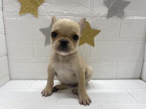 ③ミニチュアシュナウザーalt=