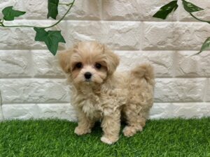 MIX(父マルチーズ×母トイプードル)　￥284,900(税込)→9/23(火)迄￥251,900(税込)