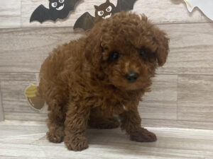 ⑤トイプードル　￥217,800(税込)