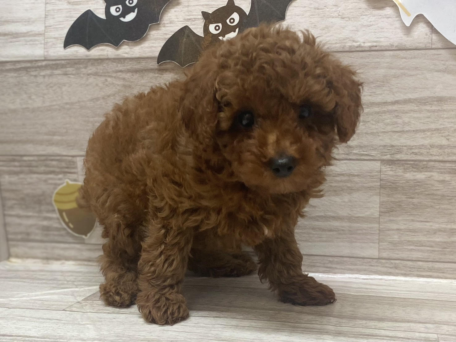 ⑤トイプードル