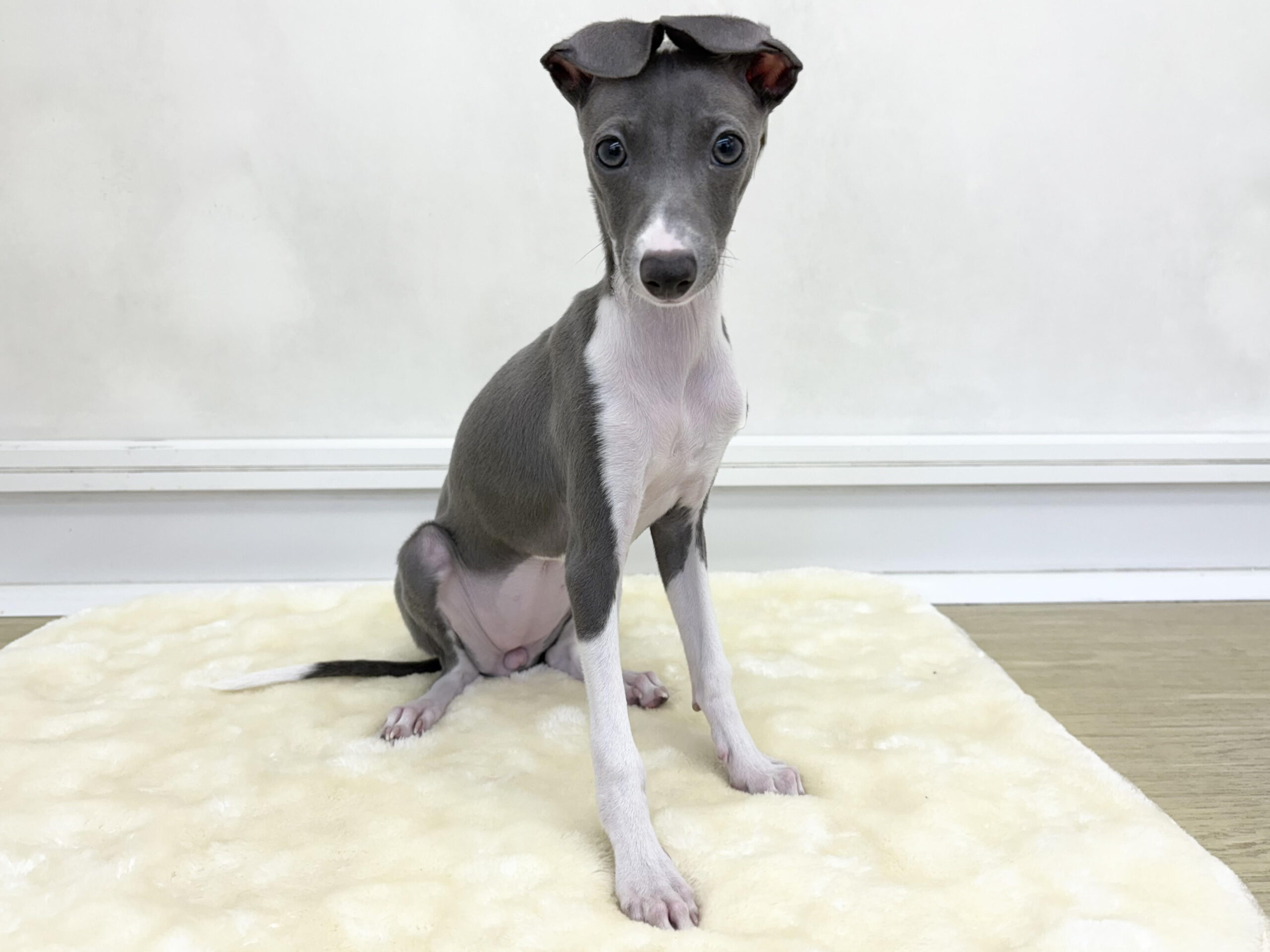 ⑦イタリアングレイハウンド