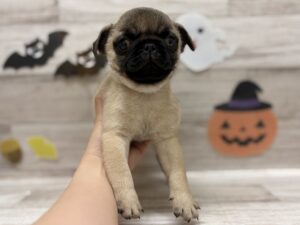 ④パグ　￥327,800(税込)→10/15まで¥305,800(税込)