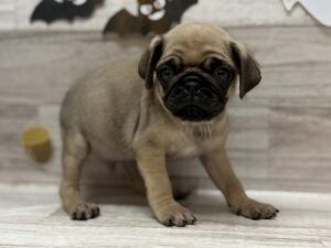 ③パグ　￥283,800(税込)