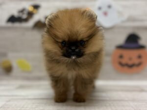 ④ポメラニアン　￥327,800(税込)