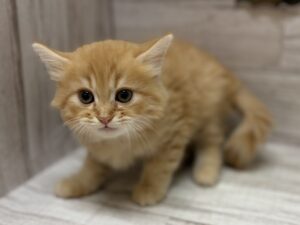 ⑧サイベリアン　￥217,800(税込)