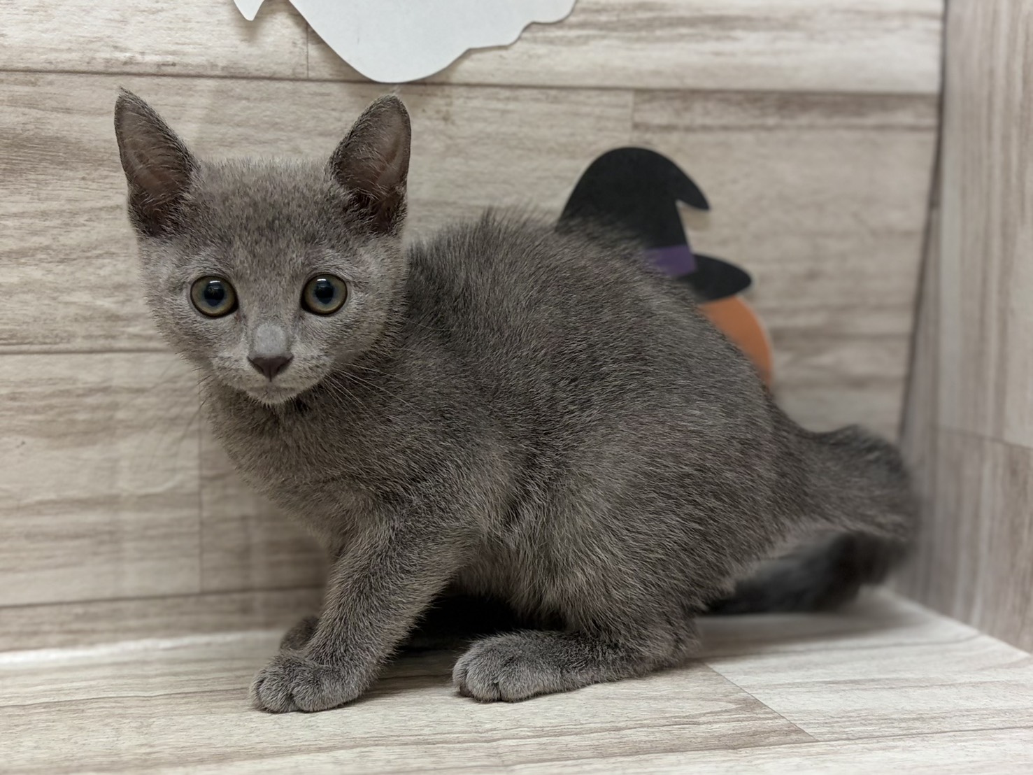 ➀ロシアンブルー