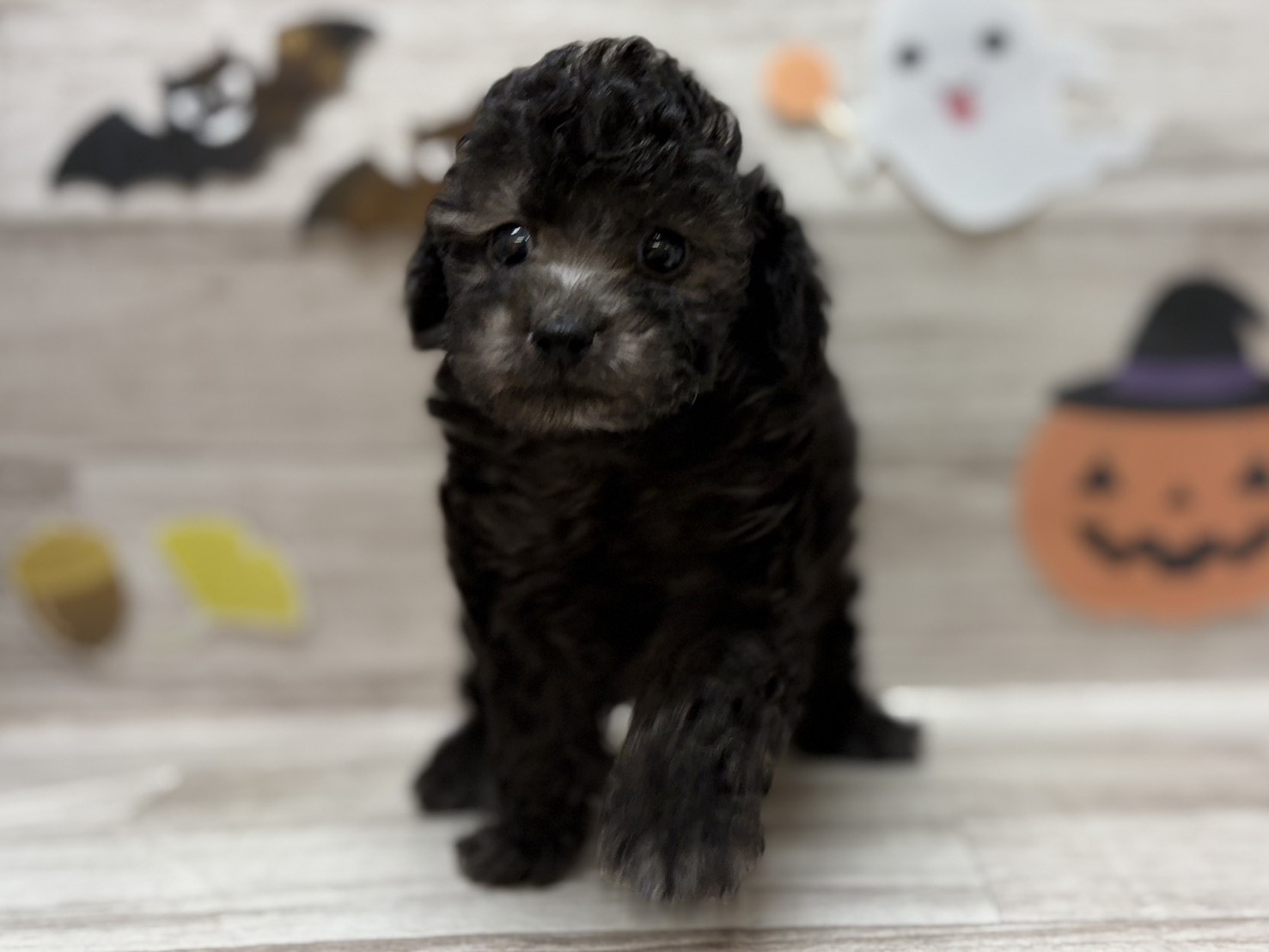 ➁トイプードル